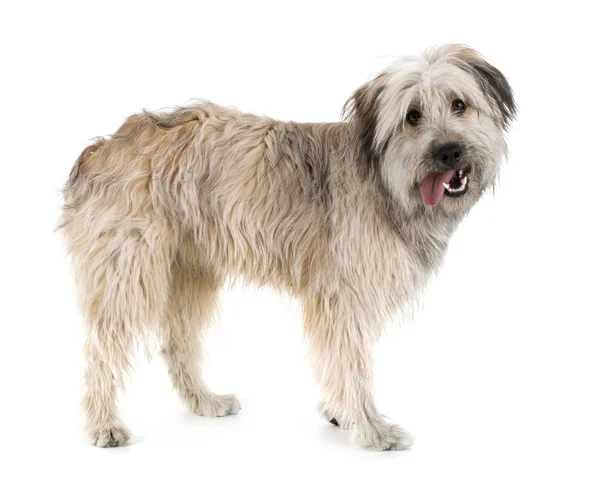 Pyrenean Shepherd in studio — Stock Photo, Image