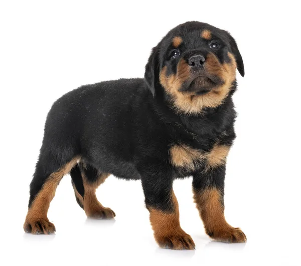 Cucciolo rottweiler in studio — Foto Stock