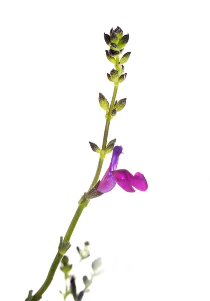 Salvia microphylla в студии — стоковое фото