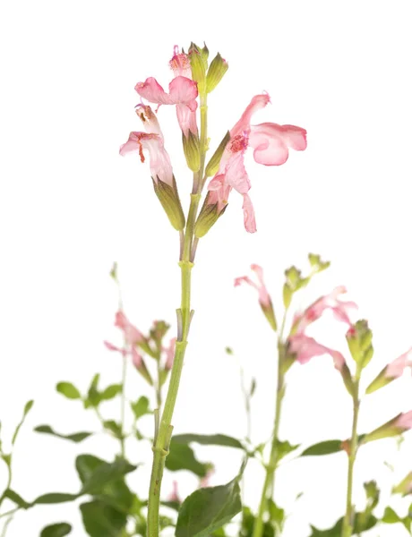 Salvia microphylla в студии — стоковое фото