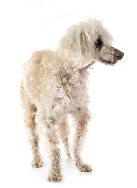 Old poodle in studio Stock Photo
