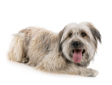 Studio Pyrenean çoban