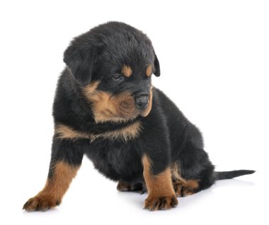 yavru rottweiler Studio