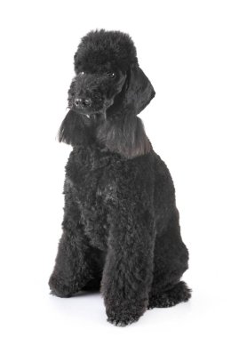 stüdyoda bedlington kaniş