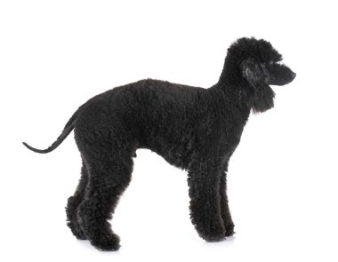 stüdyoda bedlington kaniş