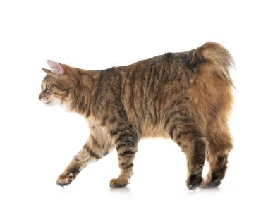 Stüdyodan kurilian Bobtail