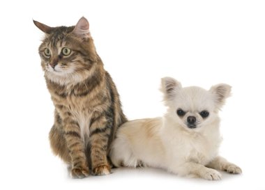 Kurilian Bobtail ve chihuahua