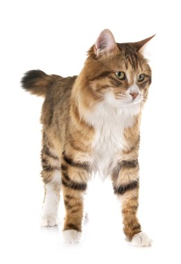 Stüdyodan kurilian Bobtail