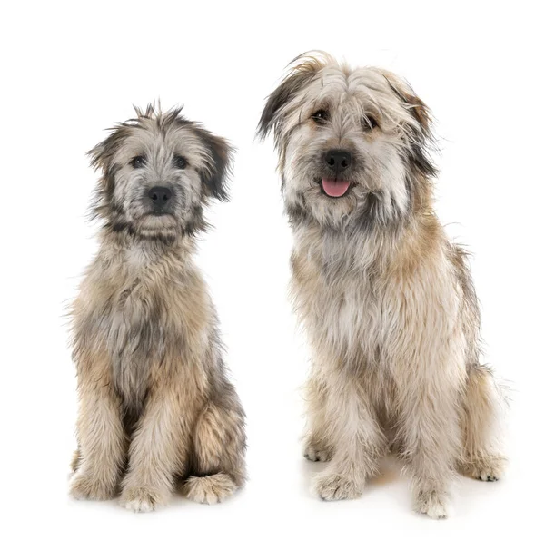 Pyrenean Shepherds in studio — Stock Photo, Image