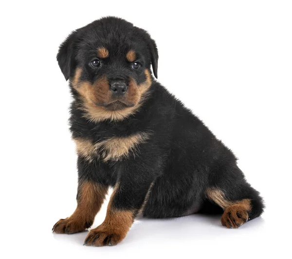 Welpe Rottweiler im Atelier — Stockfoto