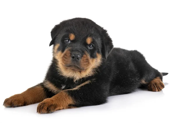 Cucciolo rottweiler in studio — Foto Stock