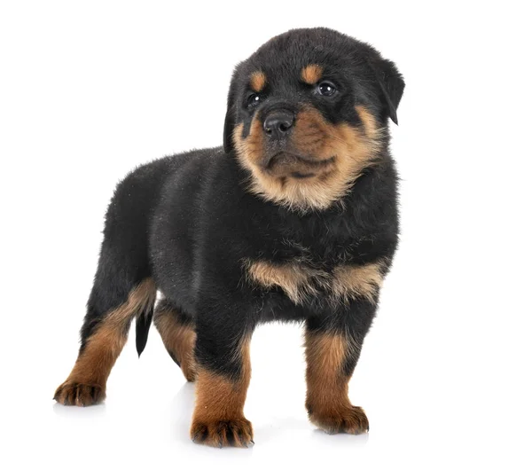 Puppy rottweiler in studio — Stock Photo, Image