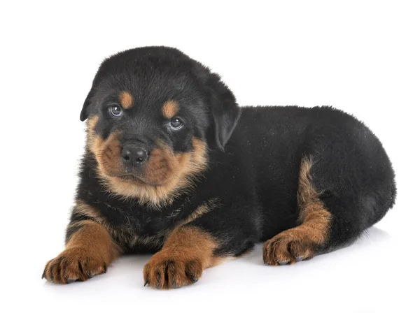 Cachorro rottweiler em estúdio — Fotografia de Stock