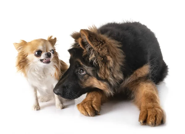 Cachorro pastor alemán y chihuahua — Foto de Stock