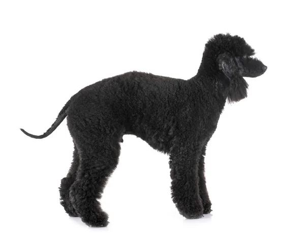 Bedlington caniche en studio — Photo