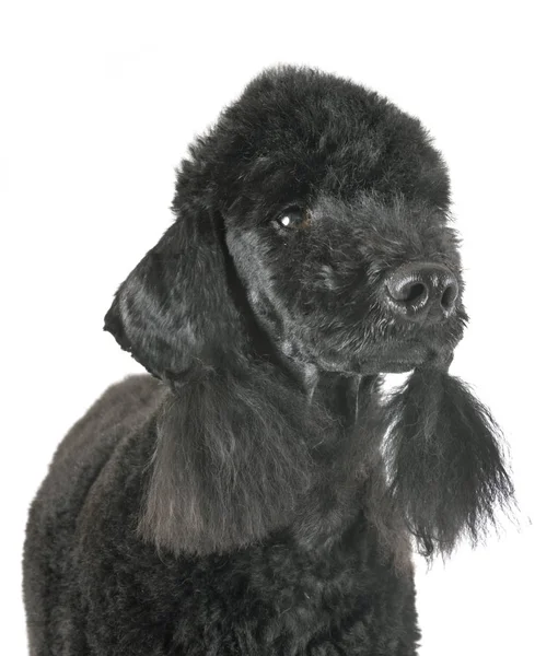 Bedlington poodle in studio — Stock Photo, Image