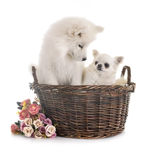 Cachorro samoyed perro y chihuahua — Foto de Stock