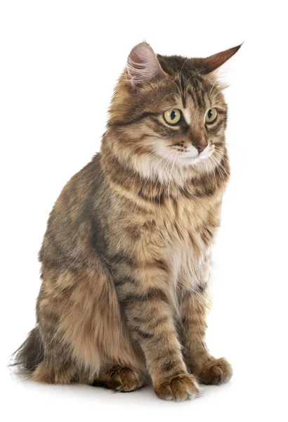 Kurilian Bobtail in studio — Stock Photo, Image