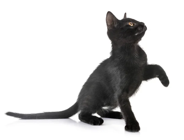 Black kitten in studio — Stock Photo, Image