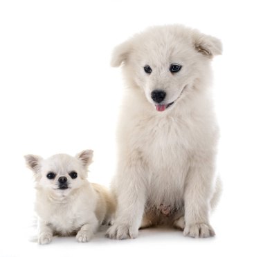 köpek samoyed köpek ve chihuahua