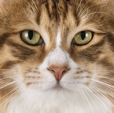 Stüdyodan kurilian Bobtail