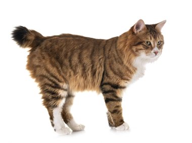 Stüdyodan kurilian Bobtail