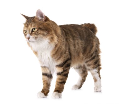 Stüdyodan kurilian Bobtail