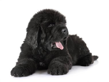 newfoundland köpek yavrusu
