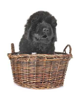 newfoundland köpek yavrusu