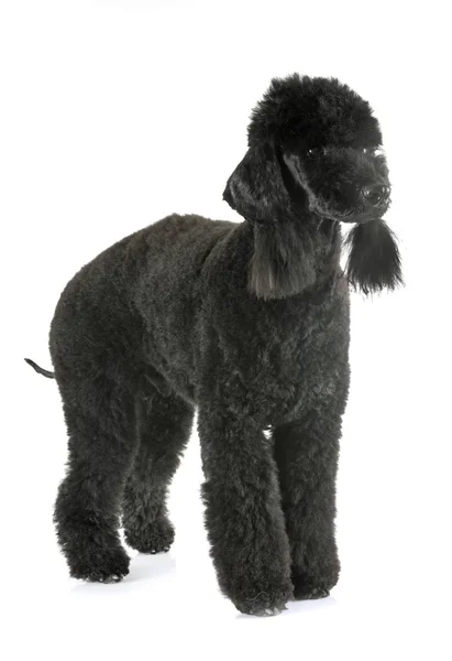 Bedlington poodle em estúdio — Fotografia de Stock
