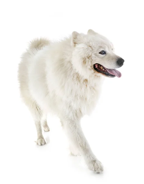 Samoyed cão no estúdio — Fotografia de Stock
