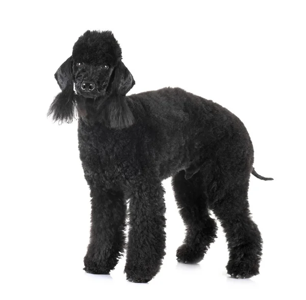 Bedlington poodle in studio — Stock Photo, Image