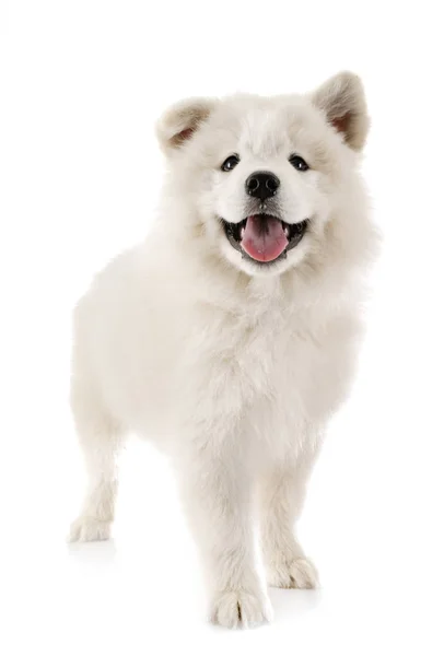 Szczeniak Samoyed pies w Studio — Zdjęcie stockowe