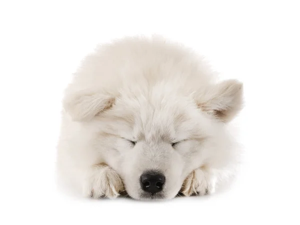 Catelus samoyed câine în studio — Fotografie, imagine de stoc