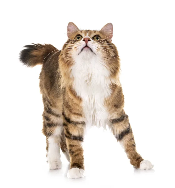 Kurilian Bobtail in Studio — Stockfoto