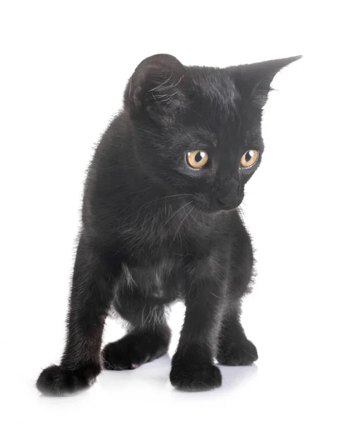 Negro gatito en estudio — Foto de Stock