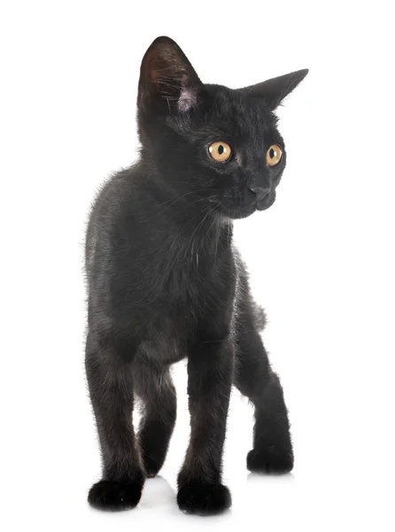 Czarny kotek w Studio — Zdjęcie stockowe