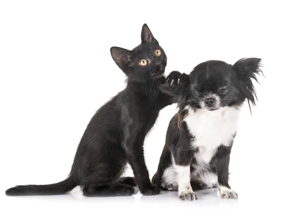 검은 새끼 고양이와 치와와 — 스톡 사진