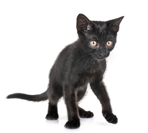 Черный котёнок в студии — стоковое фото