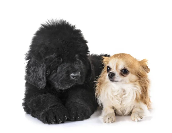 Cachorro newfoundland perro y chihuahua — Foto de Stock