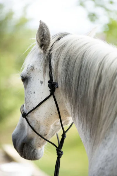 Koń z etologicznym halterem — Zdjęcie stockowe