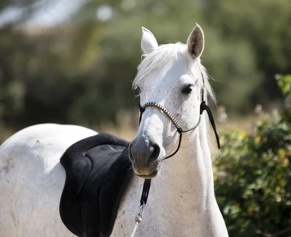 Biały koń i Halter — Zdjęcie stockowe