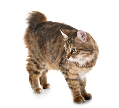 Stüdyodan kurilian Bobtail