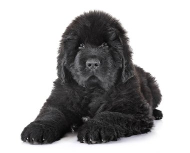 newfoundland köpek yavrusu