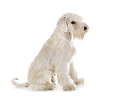 stüdyoda minyatür Schnauzer