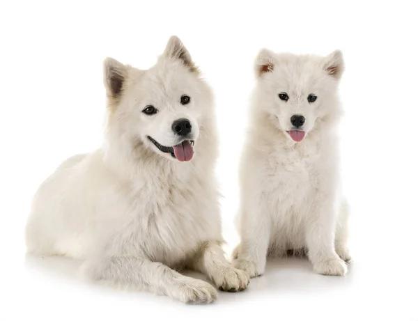 Cães samoyed no estúdio — Fotografia de Stock