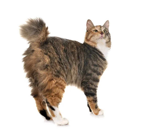 Kurilian Bobtail in studio — Stock Photo, Image