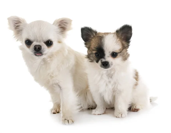 Chihuahuas in studio — Stock Photo, Image