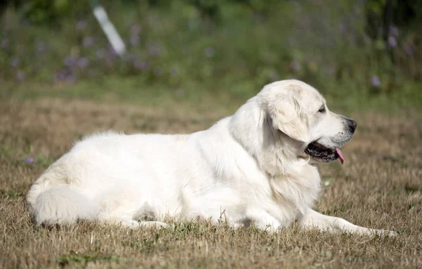 Golden retriever in nature — Stock Photo, Image