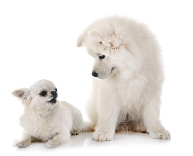 köpek samoyed köpek ve chihuahua